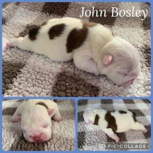 John_Bosley